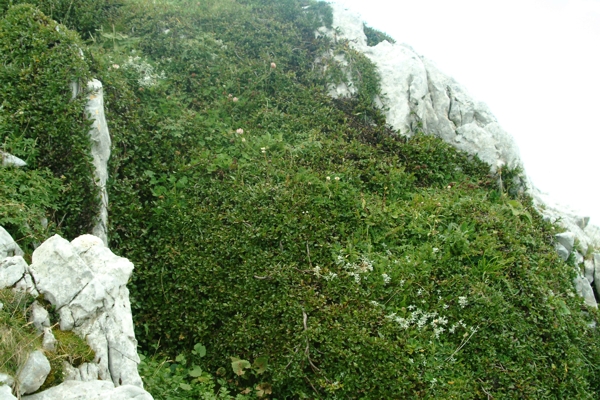 pianta sconosciuta - cfr. Rhamnus pumila